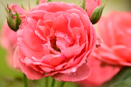 very pretty colorful rose garden flower close up in my gardenの写真素材