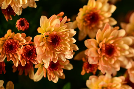 very pretty colorful  garden  chrysanthemum flower close up in my gardenの写真素材
