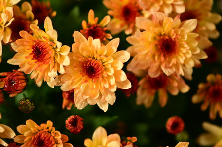 very pretty colored chrysanthemum garden autumn flower close upの写真素材