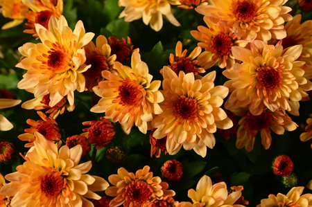 very pretty colored chrysanthemum garden autumn flower close upの写真素材