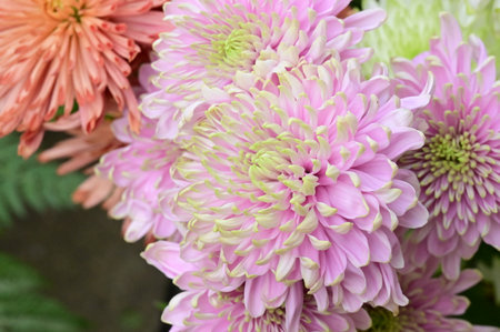 very pretty colored chrysanthemum garden autumn flower close up