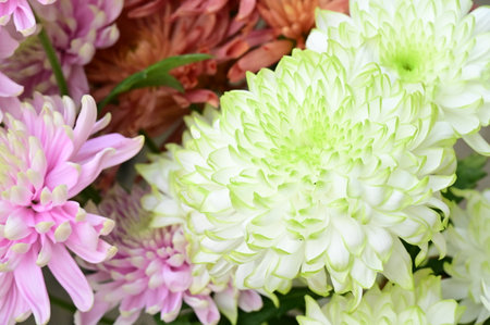 very pretty colored chrysanthemum garden autumn flower close upの写真素材