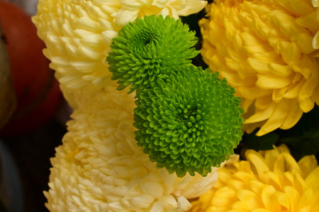 very pretty colorful  chrysanthemum garden autumn flower close upの写真素材