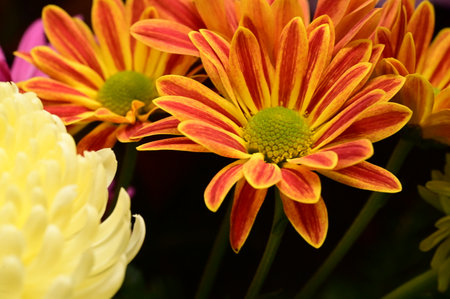 very pretty colorful autumn garden flower close upの写真素材