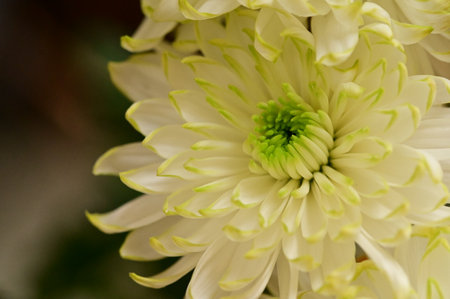 very pretty colorful autumn garden flower chrysanthemumの写真素材