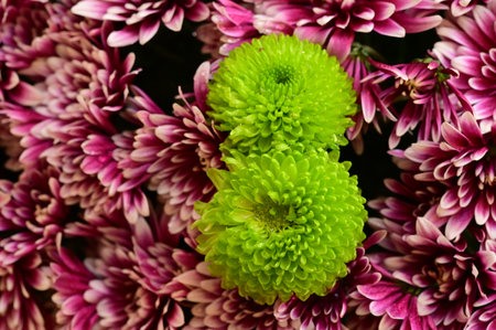 very pretty colorful garden autumn chrysanthemum flower close upの写真素材