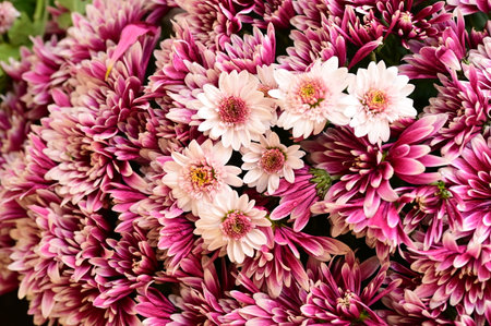very pretty colorful garden autumn flower close up