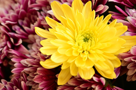very pretty colorful garden autumn flower close upの写真素材