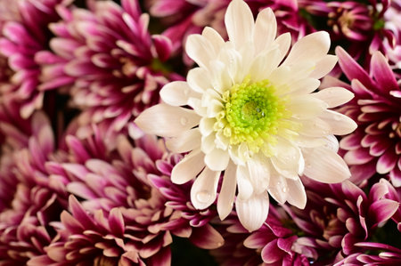 very pretty colorful garden autumn flower close upの写真素材