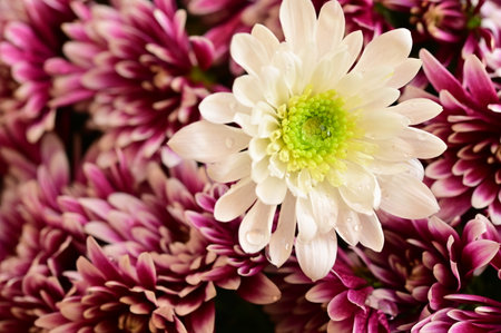 very pretty colorful autumn chrysanthemum flower close up