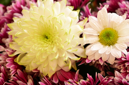 very nice colored chrysanthemum flower  in the nature on an autumn day close upの写真素材