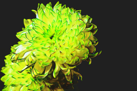 very nice colored chrysanthemum flower close up in my gardenの写真素材