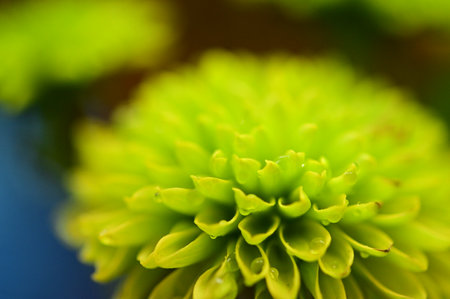very pretty colorful chrysanthemum  garden autumn flower close up