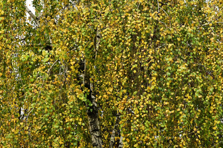 very pretty colorful garden autumn  leaves  close upの写真素材