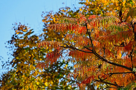 very pretty colorful 
tree leaves in the nature on  autumnの写真素材