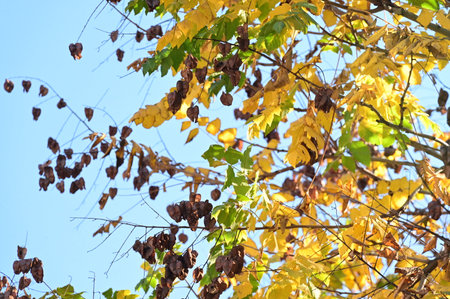 very pretty colorful 
tree leaves in the nature on  autumn
