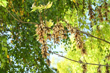 very pretty colorful 
tree leaves in the nature on  autumn
