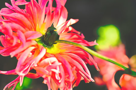 very pretty colorful 
dahlia garden flower close up in my garden in the sunshineの写真素材
