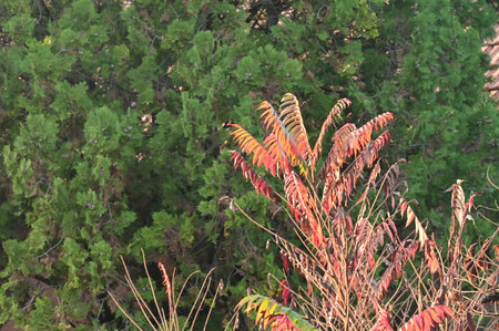 very pretty colorful 
tree leaves in the nature on  autumn