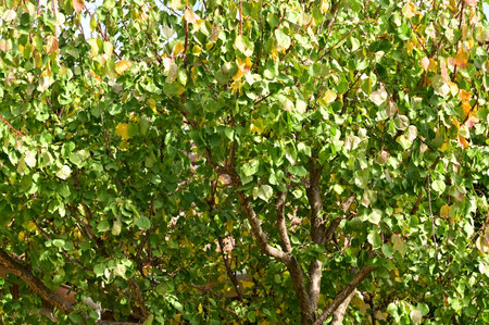 very pretty colorful 
tree leaves in the nature on  autumn