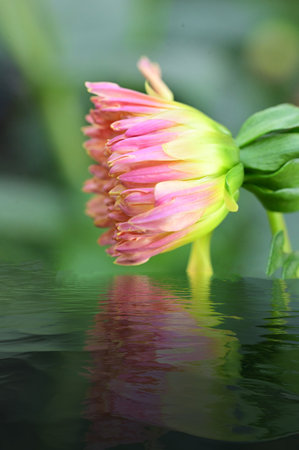 very pretty colorful autumn garden flower close upの写真素材