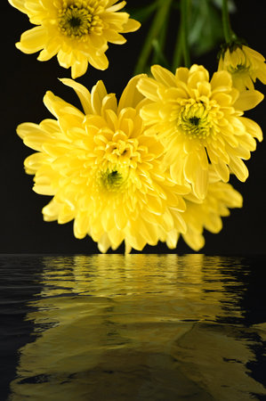 very pretty colorful autumn chrysanthemum garden flower close upの写真素材