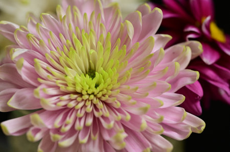 very pretty colorful autumn  garden  chrysanthemum   flower   close upの写真素材