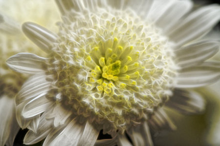 very pretty colorful autumn  garden  chrysanthemum flower   close upの写真素材