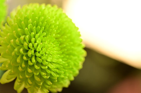 very pretty colorful autumn  garden  chrysanthemum flower   close upの写真素材