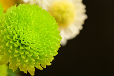 very pretty colorful autumn  garden  chrysanthemum flower   close upの写真素材