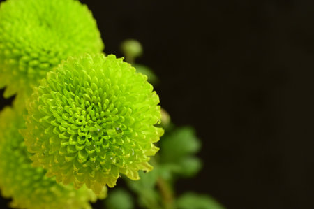 very pretty colorful  chrysanthemum autumn garden flower close upの写真素材