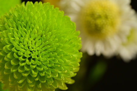 very pretty colorful chrysanthemum autumn garden flower close upの写真素材