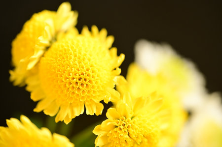 very pretty colorful chrysanthemum  autumn garden flower close up