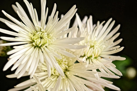 very pretty colorful chrysanthemum  autumn garden flower close upの写真素材