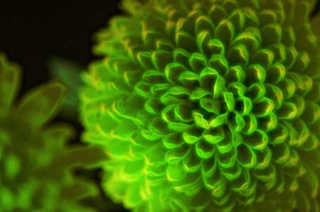 very pretty colorful chrysanthemum  autumn garden flower close up