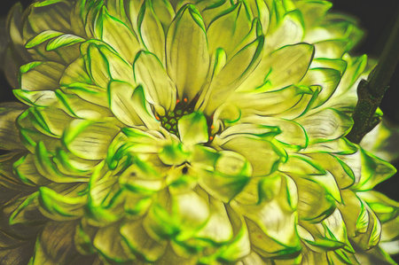 very pretty colorful chrysanthemum autumn garden flower close upの写真素材