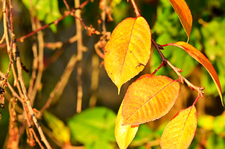 very pretty colorful tree leaves close up in the sunshine