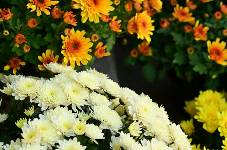 very pretty colorful autumn  garden  chrysanthemum flower   close upの写真素材