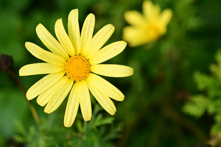 very pretty colorful autumn garden flower close upの写真素材