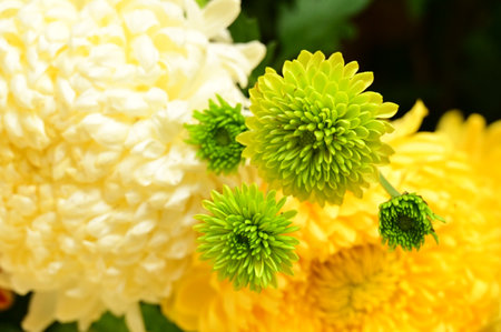very pretty colorful autumn  garden  chrysanthemum flower   close upの写真素材