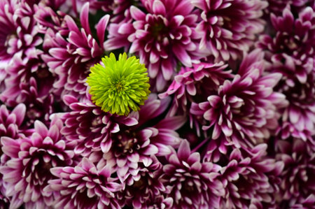 very pretty colorful garden autumn  chrysanthemum flower close upの写真素材