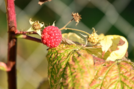 very beautiful colored autumn raspberry fruit close up