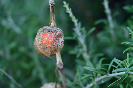 very beautiful colored autumn garden flower close upの写真素材