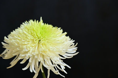 very pretty colorful garden autumn chrysanthemum  flower close upの写真素材