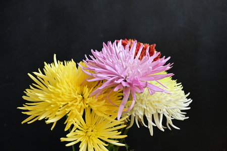 very pretty colorful garden autumn  chrysanthemum flower close upの写真素材