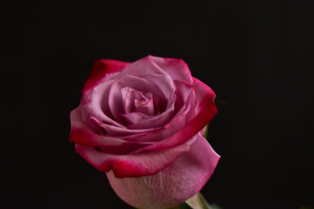 very beautiful colored autumn garden rose  flower close upの写真素材