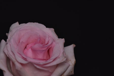 very beautiful colored autumn garden rose  flower close upの写真素材