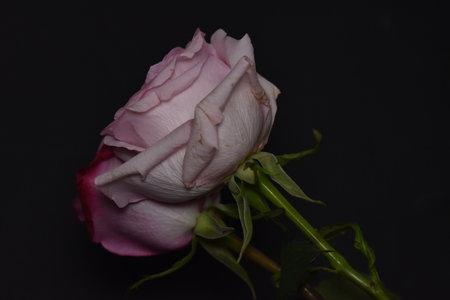 very beautiful colored autumn garden rose  flower close upの写真素材