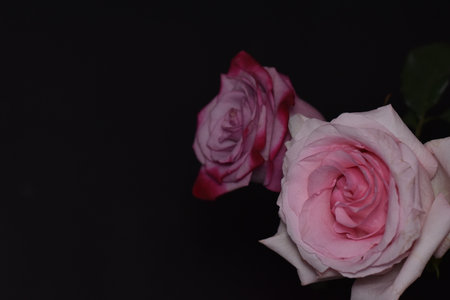 very beautiful colored autumn rose flower  close upの写真素材