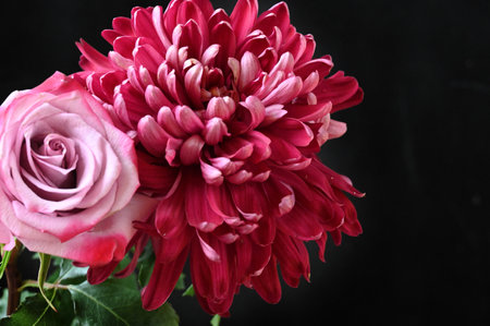 very beautiful colored autumn flower  and rose close upの写真素材